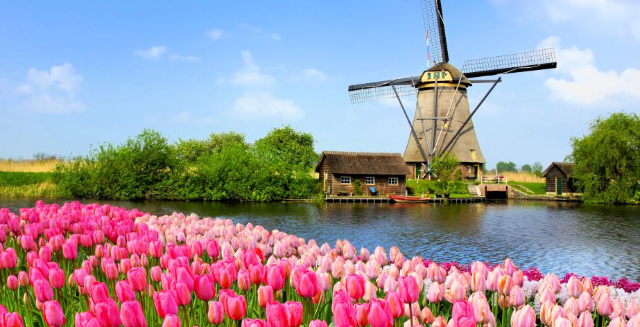 Molen met tulpenveld